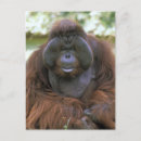 Recherche de orangs outans cartes postales Animal
