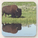 Recherche de bison dessous de verres Pâturage