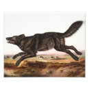 Recherche de nord américain posters Faune
