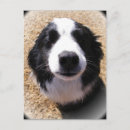 Recherche de humour chien cartes postales Idiot