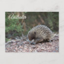 Recherche de épineux cartes postales Echidna