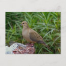 Recherche de tourterelles cartes postales Nature