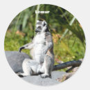 Recherche de lemur autocollants Faune