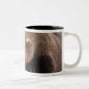 Recherche de omnivore tasses Faune