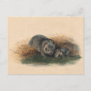 Recherche de wombat cartes postales Animaux