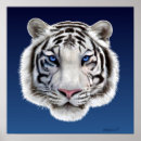 Recherche de yeux de tigre posters Félin
