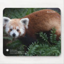Recherche de panda rouge tapis souris Animal