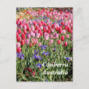 Recherche de canberra cartes postales Tulipes