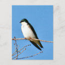 Recherche de hirondelles cartes postales Photographie