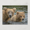 Recherche de ours mignon cartes postales Famille d'animaux