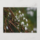Recherche de snowdrops cartes postales Chute de neige
