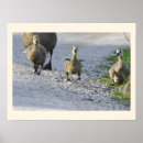 Recherche de oie posters Oiseau