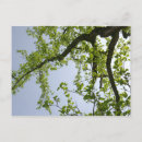 Recherche de arbre tulipe cartes postales Printemps