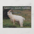 Recherche de le pays de galles cartes postales Llandudno