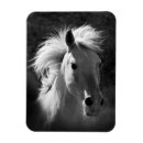 Recherche de cheval blanc noir magnets Animaux