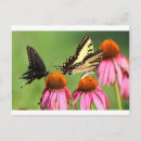 Recherche de papillon tigre cartes postales Noir