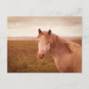 Recherche de cheval cartes postales Nature