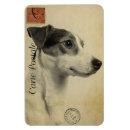Recherche de jack russel magnets Chien