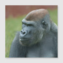 Recherche de primate magnete Ape