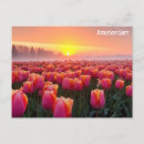 Recherche de dutch cartes postales Amsterdam