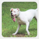 Recherche de boxeur autocollants Canine