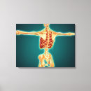 Recherche de lombaire posters Nerfs pudendaux