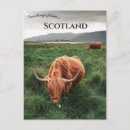 Recherche de highlands cartes postales Royaume uni