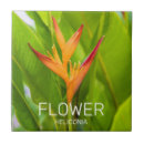 Recherche de plantation carreaux Jardinier