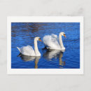 Recherche de lac cygne cartes postales Belle