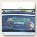 Recherche de le caniche standard Horizontal