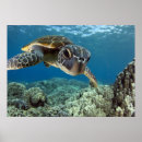 Recherche de turtle posters Adorable