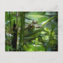 Recherche de grenouille verte cartes postales Animaux