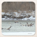 Recherche de canadien dessous de verres Faune