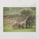 Recherche de motif girafe cartes postales Animaux sauvages
