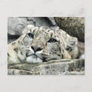 Recherche de lundi cartes postales Chat
