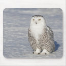 Recherche de hibou neigeux tapis souris Faune