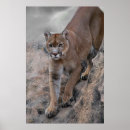 Recherche de animal puma posters Lion de montagne