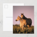 Recherche de cheval arabe cartes postales Animal