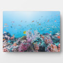 Recherche de poissons plaques Côte