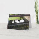 Recherche de plumage cartes postales Vert