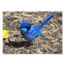 Recherche de roitelet posters Bleu