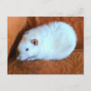 Recherche de snowball cartes postales Blanc