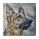 Recherche de berger allemand chien carreaux Canine