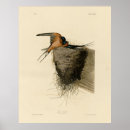 Recherche de hirondelle posters Hirundo rustica