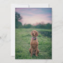 Recherche de chiens sportifs vœux cartes Animal