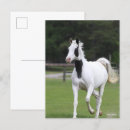 Recherche de cheval pinto cartes postales Bob langrish