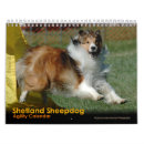 Recherche de chien de berger Sheltie
