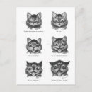 Recherche de visage de chat cartes postales Pour tous