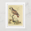 Recherche de oiseau perroquet cartes postales Vintage