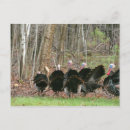 Recherche de dinde sauvage cartes postales Nature